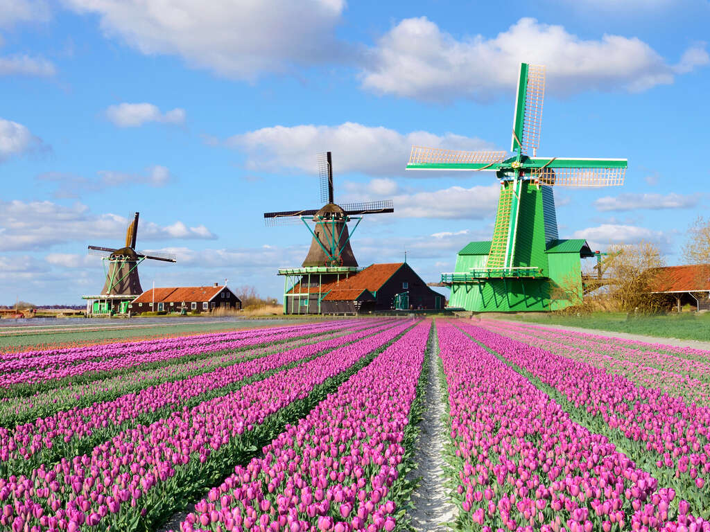 Suite traditionnelle, authenticité des Pays-Bas et magie du Keukenhof - 4* - 1