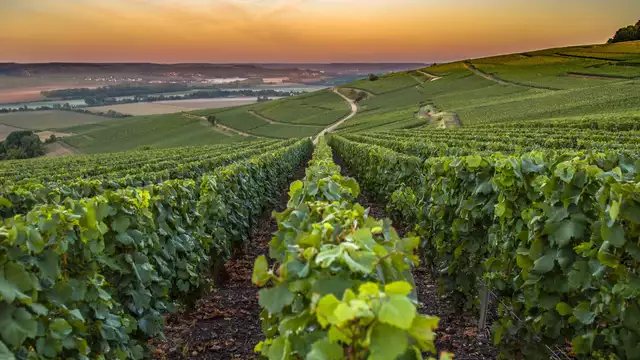 Uitje met bezoek aan een Champagnekelder in Picardië