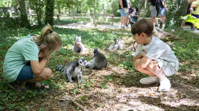 Escapade insolite dans la Vienne avec visite de la Vallée des Singes