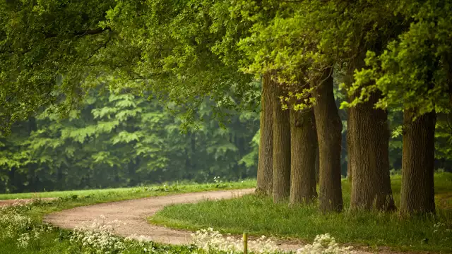 Découvrez les environs verdoyants du domaine de Groot Warnsborn en Gueldre à vélo