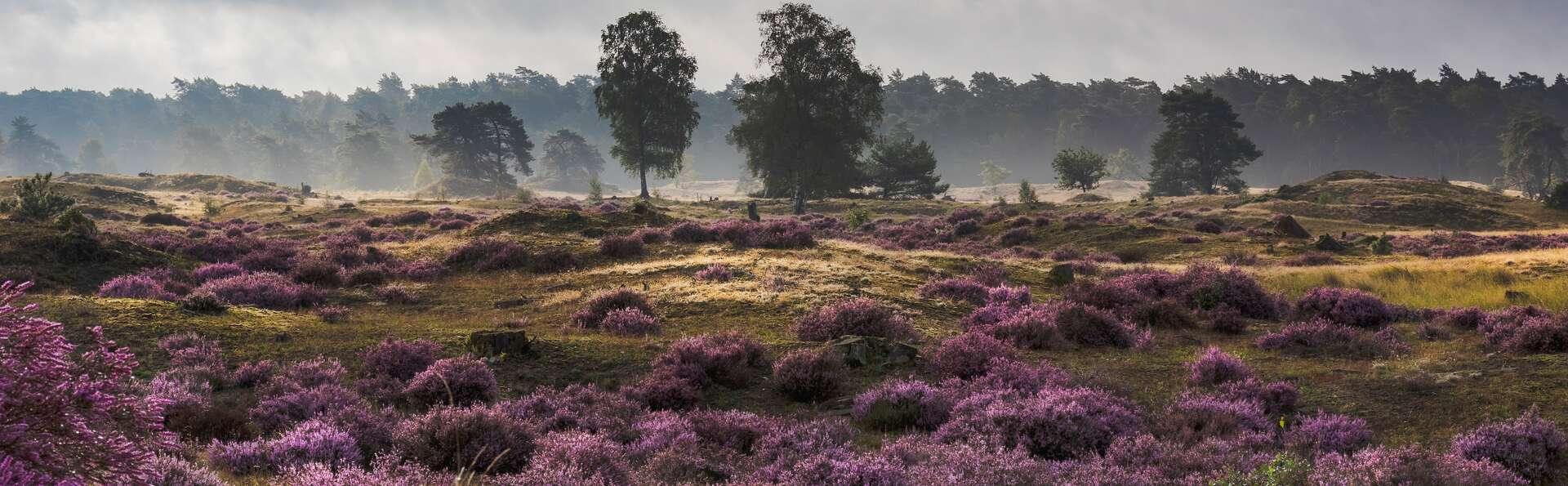 Nuitée relaxante près de la Veluwe
