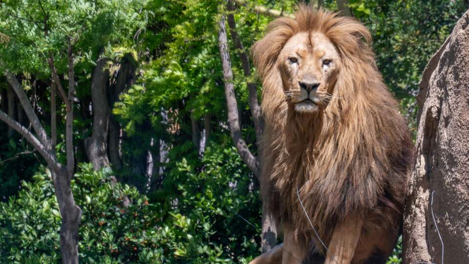 Weekend alla scoperta dello zoo di Thoiry