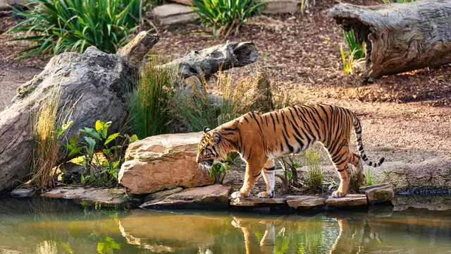 Visita al zoo de Thoiry y visita al castillo