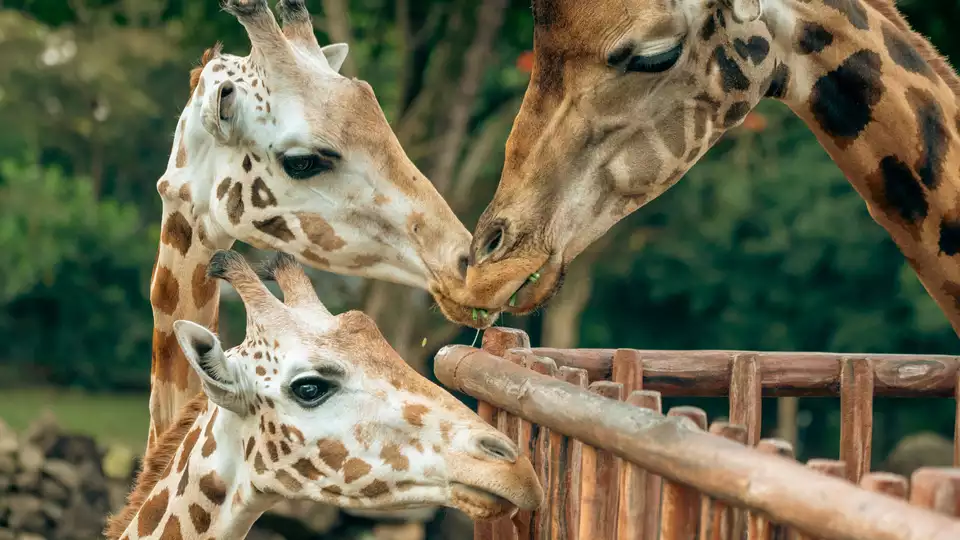 Magnifica estancia con entradas para el zoo de Thoiry y su castillo