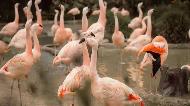 Estancia con entradas al Zoo de Thoiry y piscina