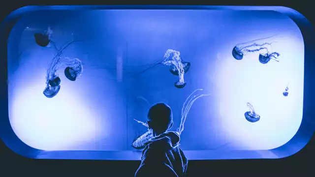 Soggiorno con scoperta del prestigioso Acquario di Parigi.