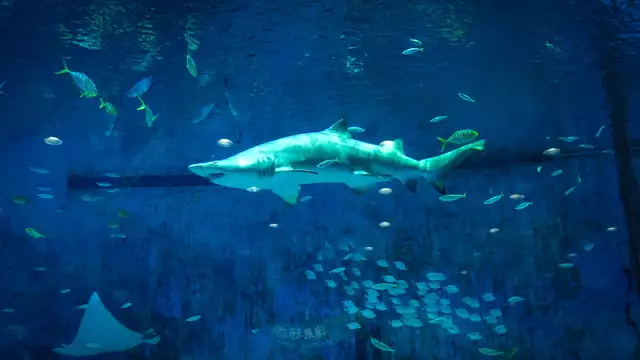 Estancia parisina y descubrimiento del Acuario de París.