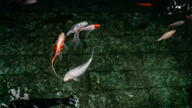 Estancias con entradas para visitar el Acuario de París.