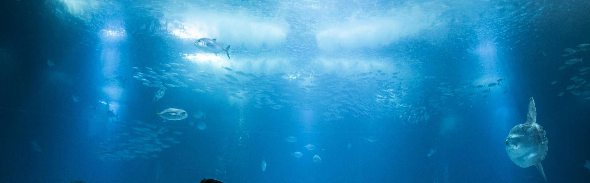 Séjour et découverte de l'univers fascinant de l'Aquarium de Paris