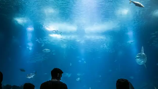 Soggiorno alla scoperta dell'affascinante universo dell'Acquario di Parigi.