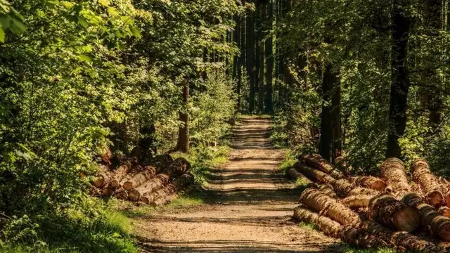 Pasa la noche en el entorno boscoso de Zeist