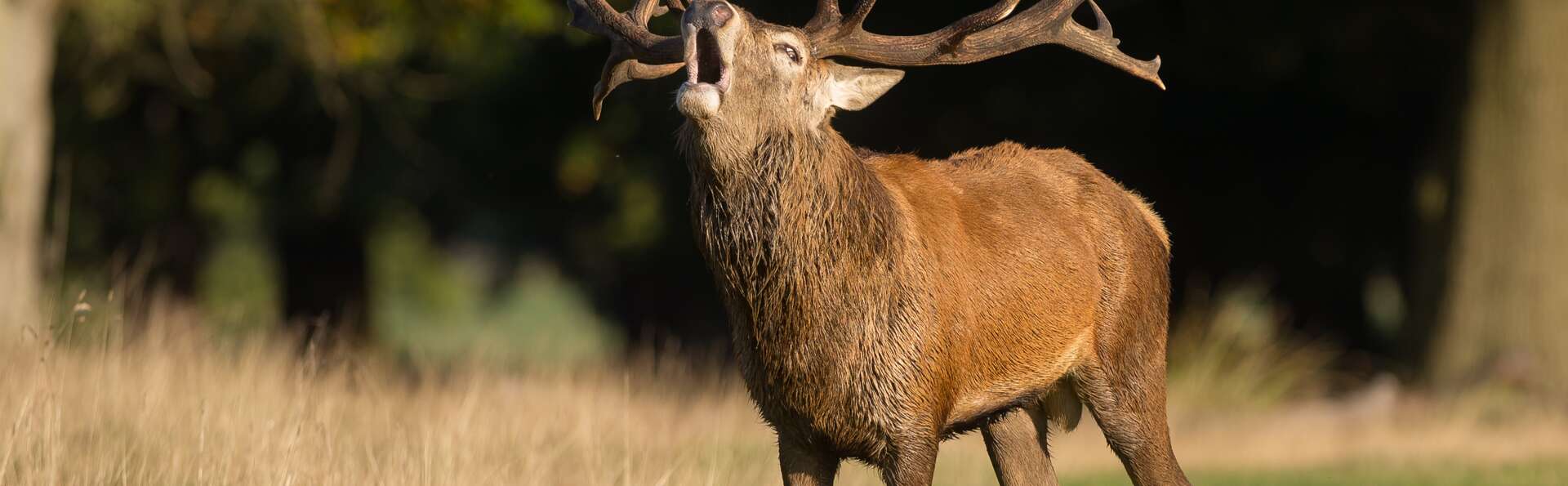 Profiter de la forêt de Veluwe