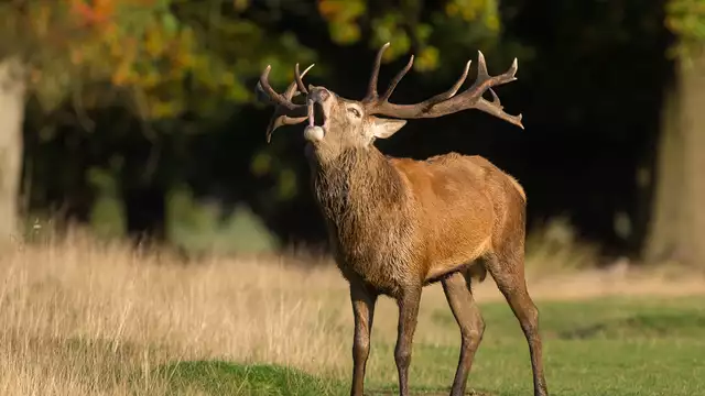 Disfrutar en el bosque de Veluwe