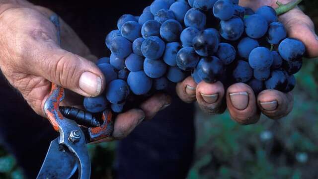 Visite au vigneron