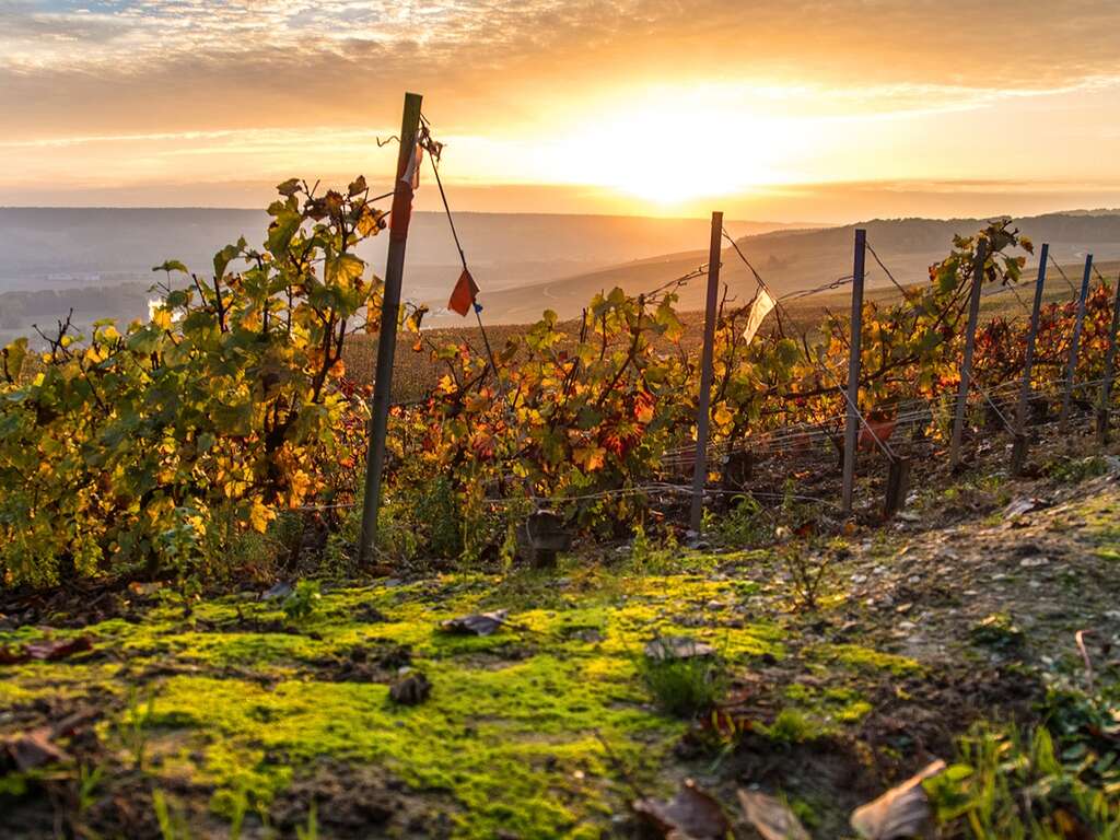 Voyage autour du champagne avec dégustation et dîner - 4