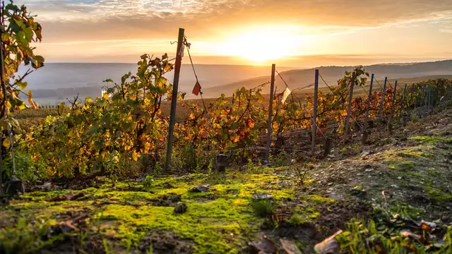 Voyage autour du champagne avec dégustation et dîner