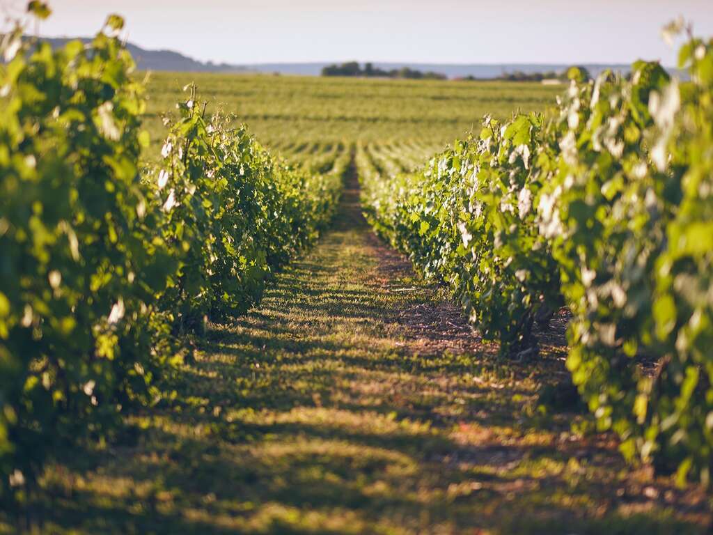 Escapade au coeur du vignoble champenois - 21