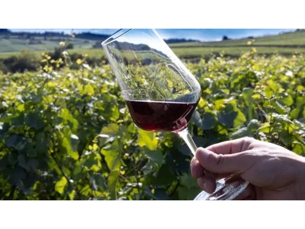 Découvrez l'art du vin près de Strasbourg - 3* - 19