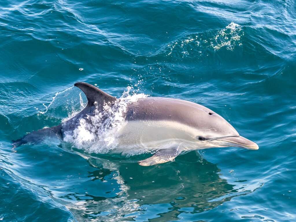Escapade à Quimper avec croisière et visite de l'Archipel des Glénan - 3* - 16