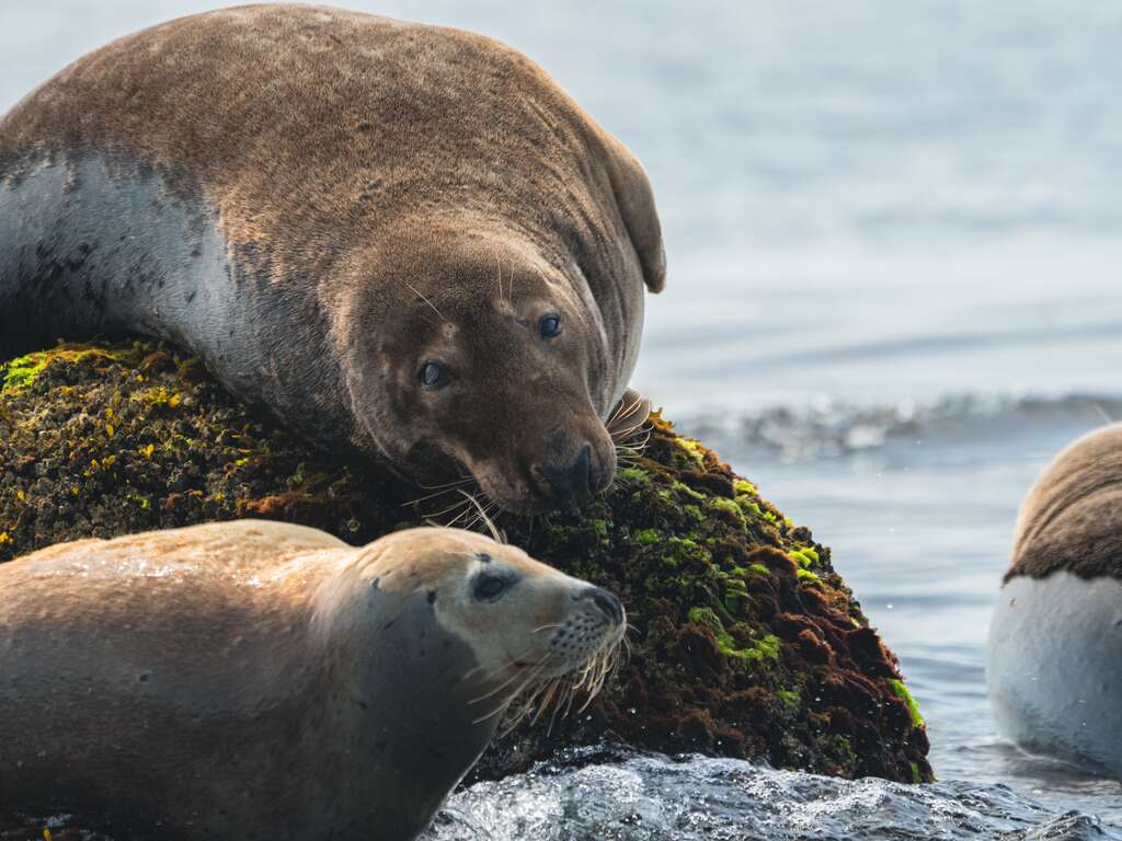 Escapade à Quimper avec croisière et visite de l'Archipel des Glénan - 3* - 20
