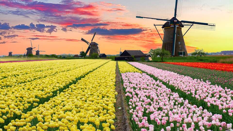 Visitez le Keukenhof colore et profitez d un sejour confortable a Amsterdam