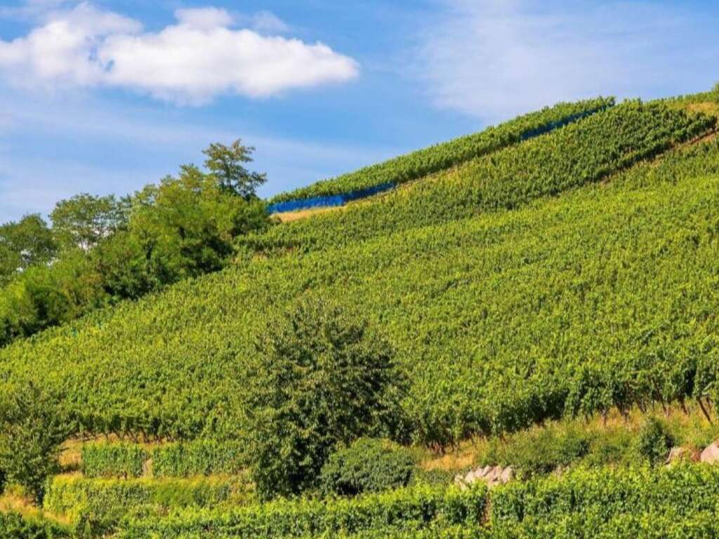 Escapade détente au coeur du vignoble Alsacien proche de Colmar - 4* - 23