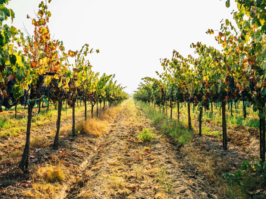 Immersion Romantique en Bourgogne : Nuitée au Coeur des Vignes avec Dégustation de Vins - 4* - 17