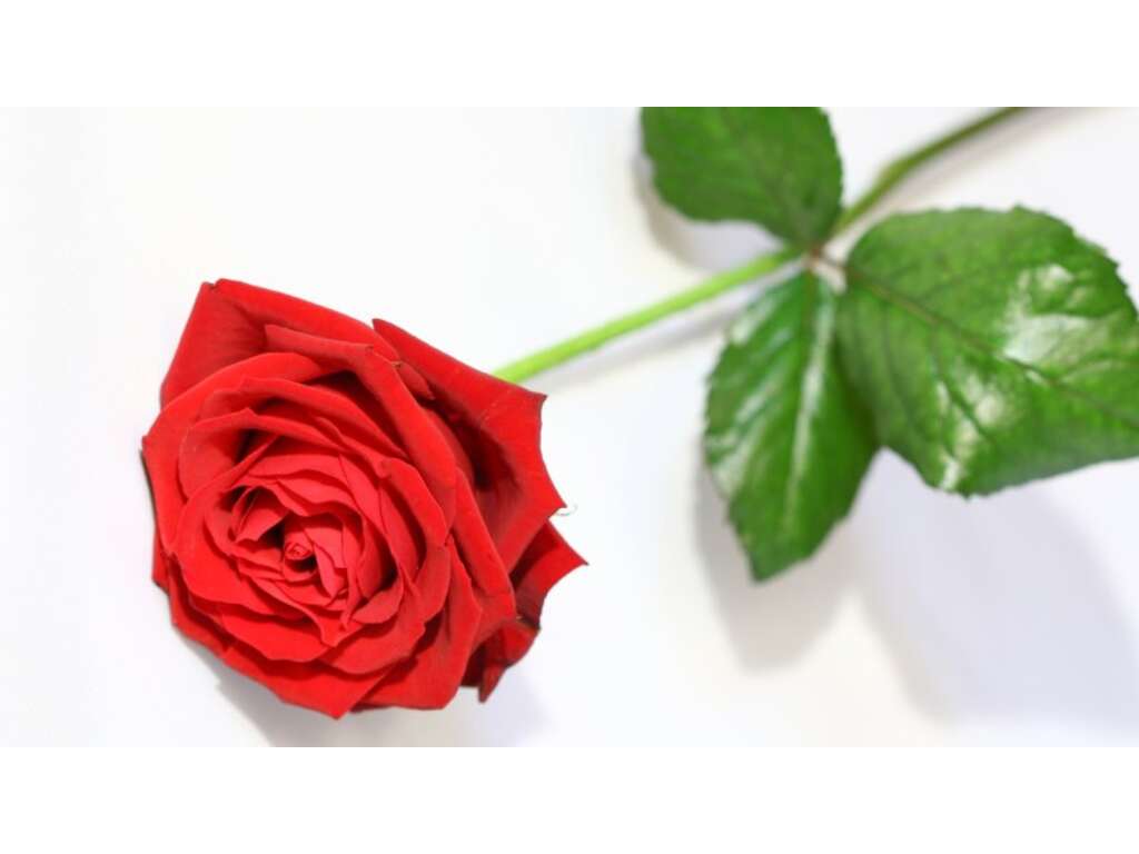 Séjour des amoureux à Tours pour la Saint-Valentin - 4* - 23