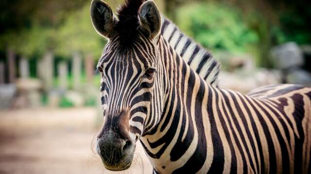 Escapada relajante y visita al Zoo de Mulhouse
