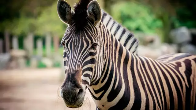 Escapade relaxante & visite du Zoo de Mulhouse