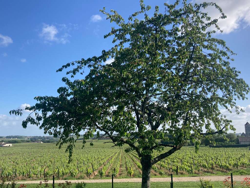 Séjour détente près de Libourne - 4* - 34