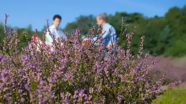 Disfruta del romance en la naturaleza de Drenthe