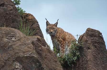 Voor natuurliefhebbers: Weekendje weg met toegang tot het wildpark van Cabárceno in Noord-Spanje