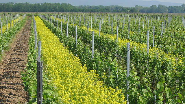 Dégustation de vins d'Alsace