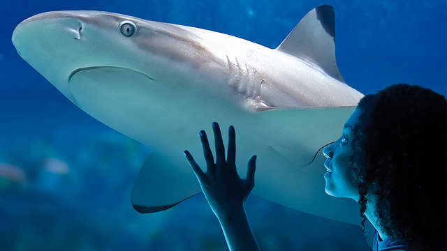 Descubre Sea Life Blankenberge