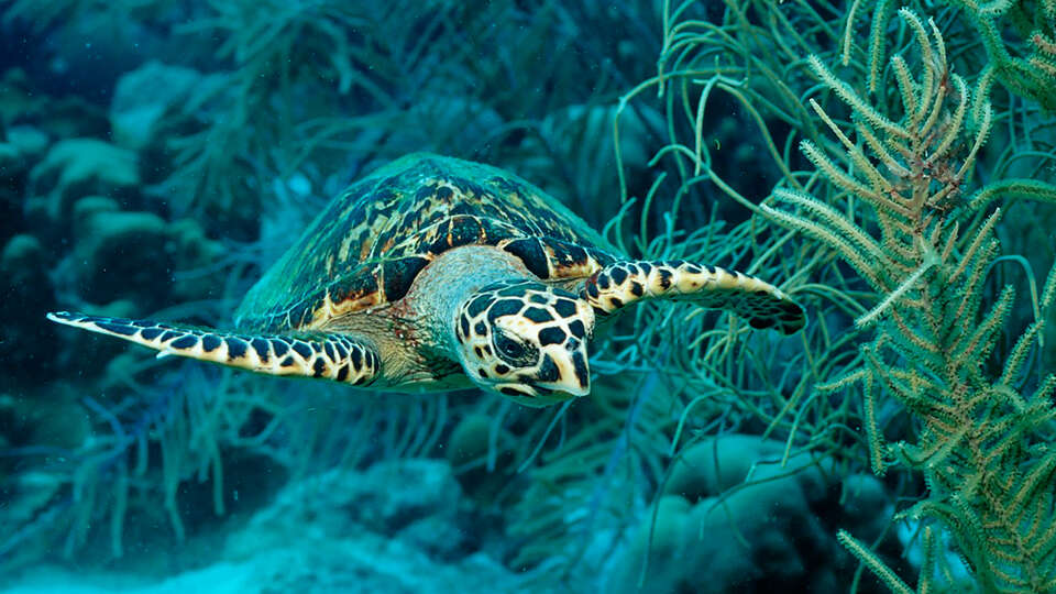 Admirez le monde sous-marin de Sea Life