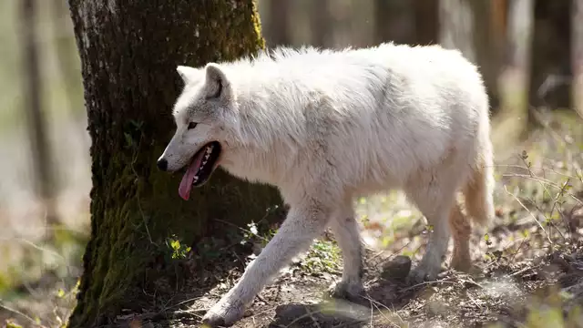 Fuga nella natura per famiglie alle porte di Lione con ingressi allo zoo di Courzieu