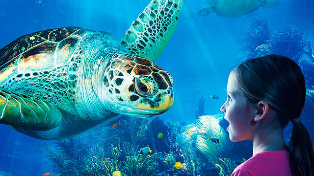 Descubre la costa belga y visita el Sea Life