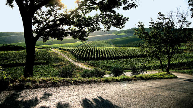 Borgo Conde Wine Resort