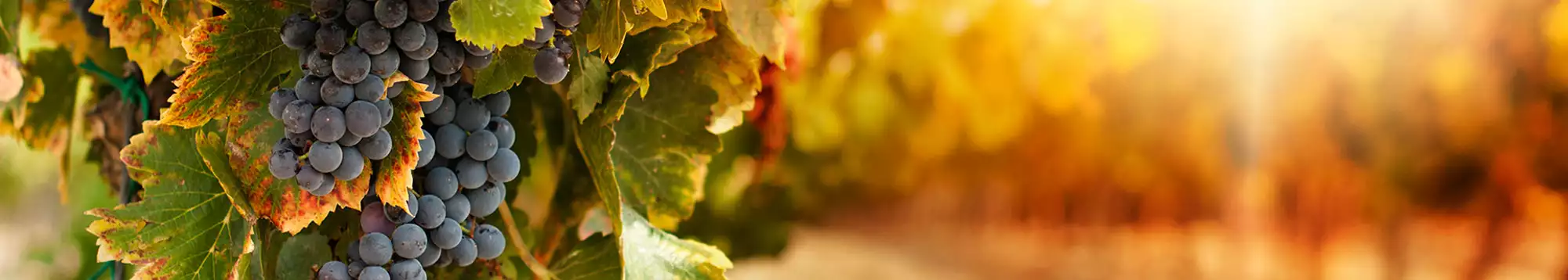 Escapada enológica: Visita a bodega y hotel con cata de vinos en Castellón