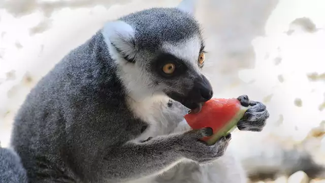 Puro divertimento a Terra Natura con i biglietti per lo zoo di Murcia