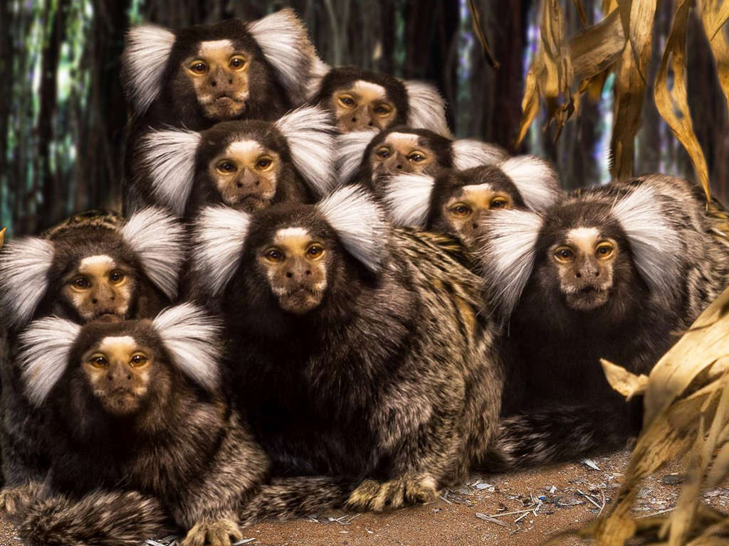 Séjour À Royan Avec Entrées Pour Planet Exotica - 3* (ref 5167)