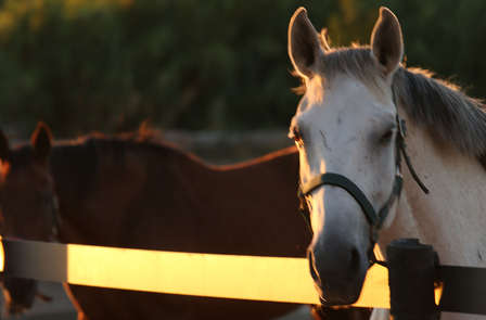 Escapade de luxe : massage, promenade à cheval, dégustation et plus encore
