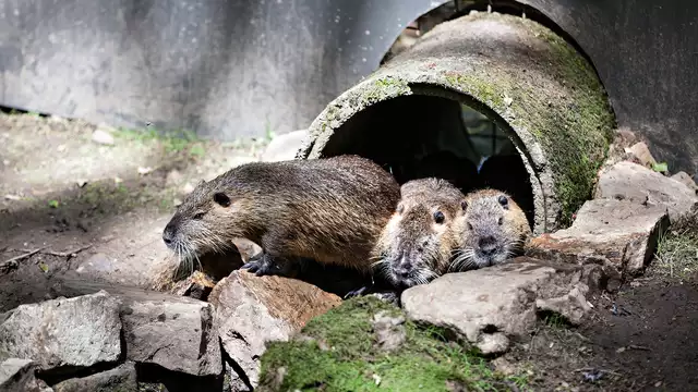 Détente et nature à Spa avec sortie à Forestia