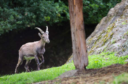 Partez à la decouverte du parc Forestia