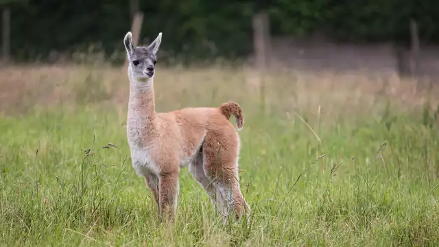 Entre ville et nature: Séjour à Liège et escapade au parc animalier Forestia
