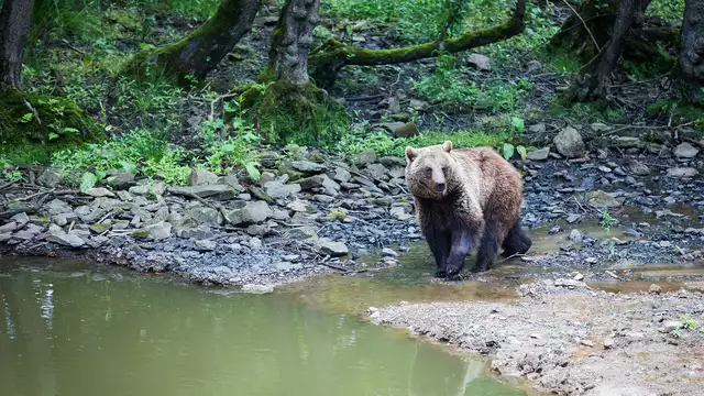 Visita al parco Forestia e relax nella natura a Spa