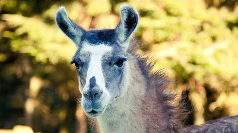 Escapade a Liege avec entrees pour le parc animalier Forestia