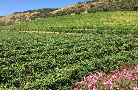 Les Villages blancs et la route des vins : découvrez Ronda en Andalousie et visitez une bodega