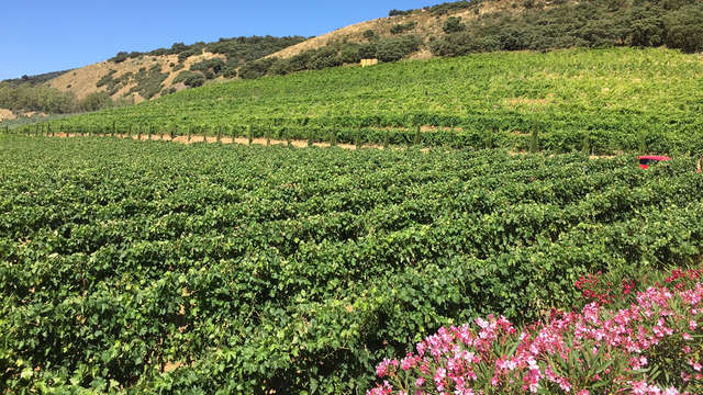 Pueblos Blancos y ruta de vinos: alójate en Ronda y visita las Bodegas Morosanto